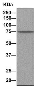 Immunoprecipitation - Anti-Dynein intermediate chain 1/DNAI1 antibody [EPR11222] (AB156567)