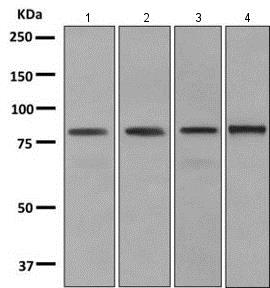 Western blot - Anti-Dynein intermediate chain 1/DNAI1 antibody [EPR11244] (AB166912)