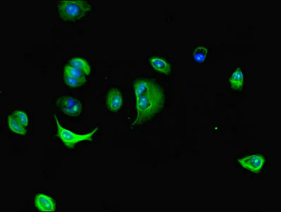 Immunocytochemistry/ Immunofluorescence - Anti-Dynein light chain antibody (AB236594)