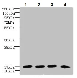 Western blot - Anti-Dynein light chain antibody (AB236594)