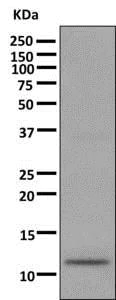 Western blot - Anti-Dynein light chain antibody [EPR11234] - BSA and Azide free (AB249474)