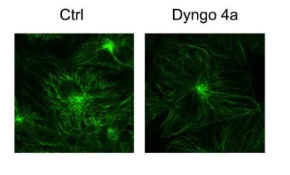 Functional Studies - Dyngo® 4a highly potent dynamin inhibitor (AB120689)