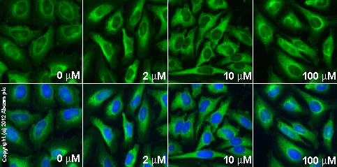 Immunocytochemistry/ Immunofluorescence - Dyngo® 4a highly potent dynamin inhibitor (AB120689)
