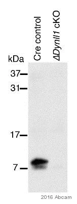 Western blot - Anti-DYNLL1/PIN antibody [EP1660Y] (AB51603)