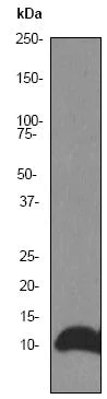 Western blot - Anti-DYNLL1/PIN antibody [EP1660Y] (AB51603)