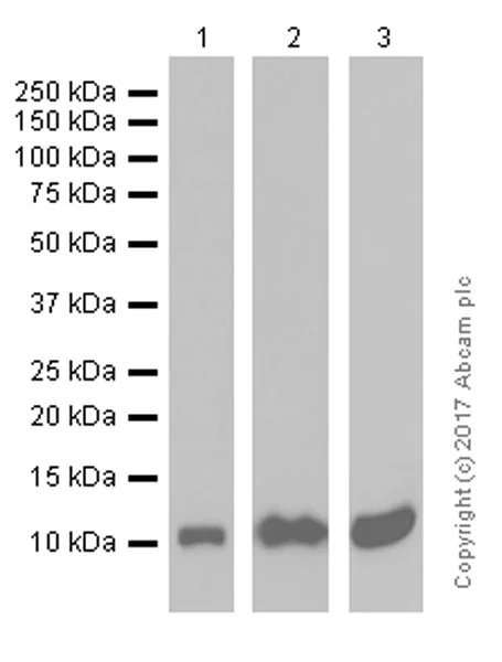 Western blot - Anti-DYNLL1/PIN antibody [EP1660Y] (AB51603)