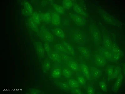 Immunocytochemistry/ Immunofluorescence - Anti-DYNLL1/PIN antibody [EP1660Y] - BSA and Azide free (AB232343)