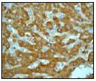 Immunohistochemistry (Formalin/PFA-fixed paraffin-embedded sections) - Anti-DYNLL1/PIN antibody [EP1660Y] - BSA and Azide free (AB232343)
