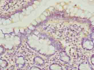 Immunohistochemistry (Formalin/PFA-fixed paraffin-embedded sections) - Anti-DYNLRB1 antibody (AB238492)