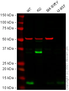 Western blot - Anti-DYNLT3 antibody (AB121209)