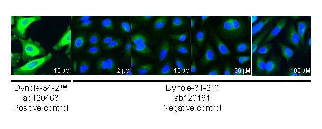 Immunocytochemistry/ Immunofluorescence - Dynole® 31-2, Negative control for Dynolereg 34-2 (AB120464)