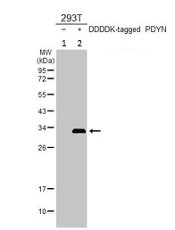 Western blot - Anti-Dynorphin A antibody (AB97798)