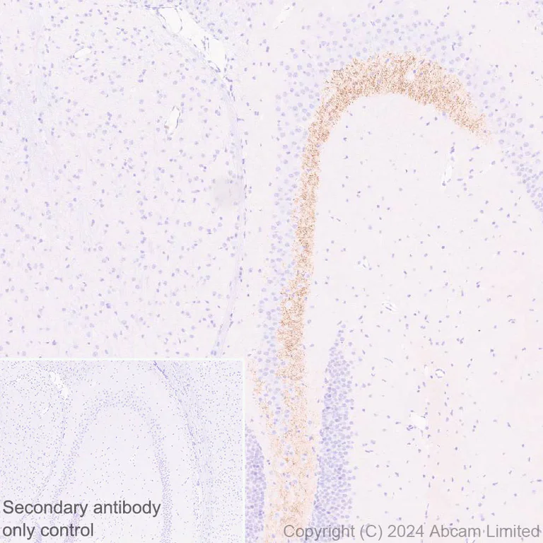 Immunohistochemistry (Formalin/PFA-fixed paraffin-embedded sections) - Anti-Dynorphin A antibody [EPR28632-17] (AB319045)