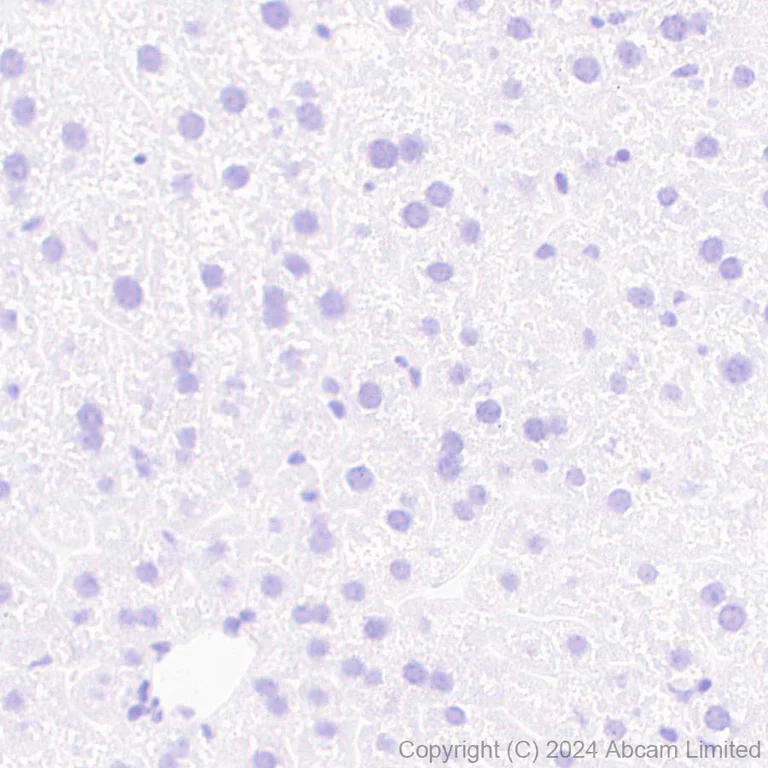Immunohistochemistry (Formalin/PFA-fixed paraffin-embedded sections) - Anti-Dynorphin A antibody [EPR28632-17] (AB319045)