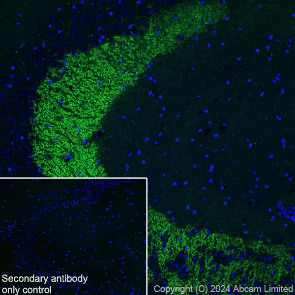 Immunohistochemistry (Frozen sections) - Anti-Dynorphin A antibody [EPR28632-17] (AB319045)