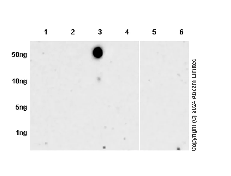 Dot Blot - Anti-Dynorphin A antibody [EPR28632-17] - BSA and Azide free (AB319046)