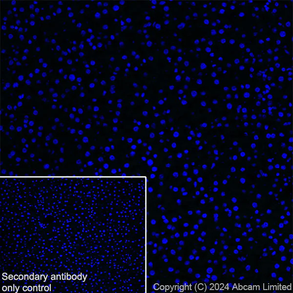 Immunohistochemistry (Frozen sections) - Anti-Dynorphin A antibody [EPR28632-17] - BSA and Azide free (AB319046)