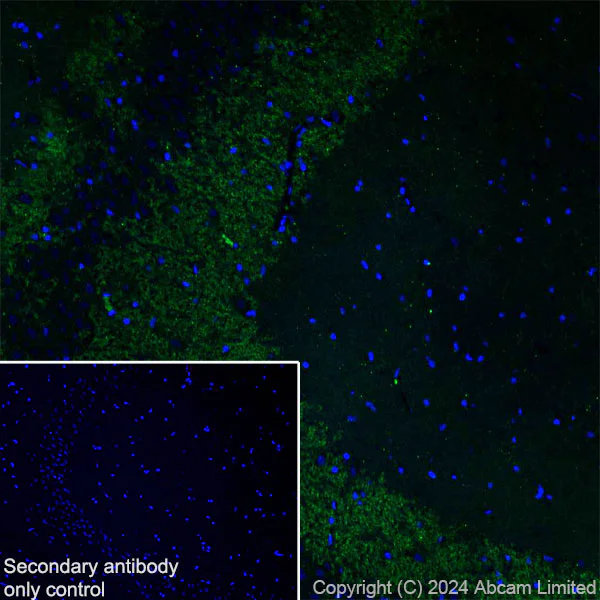 Immunohistochemistry (Frozen sections) - Anti-Dynorphin A antibody [EPR28632-17] - BSA and Azide free (AB319046)