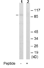 Western blot - Anti-DYRK1A antibody (AB65220)