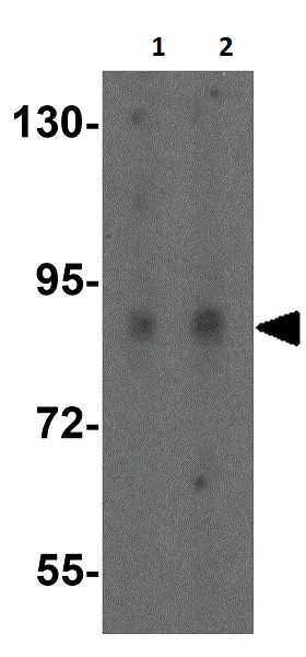 Western blot - Anti-DYRK1A antibody - C-terminal (AB180910)