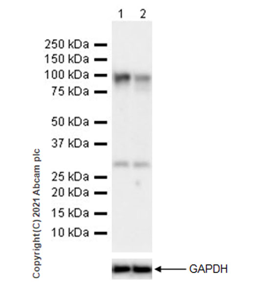 Western blot - Anti-DYRK1A antibody [EPR24132-61] (AB259869)