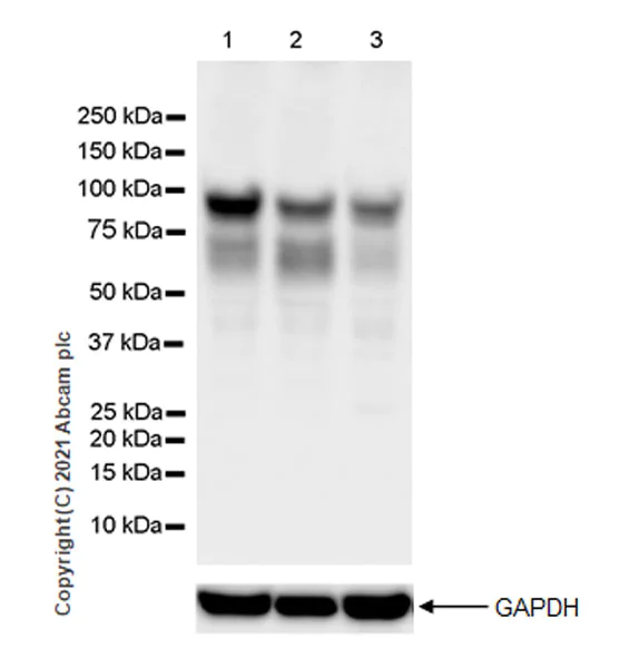 Western blot - Anti-DYRK1A antibody [EPR24132-61] (AB259869)
