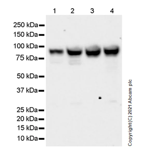 Western blot - Anti-DYRK1A antibody [EPR24132-61] - BSA and Azide free (AB280359)