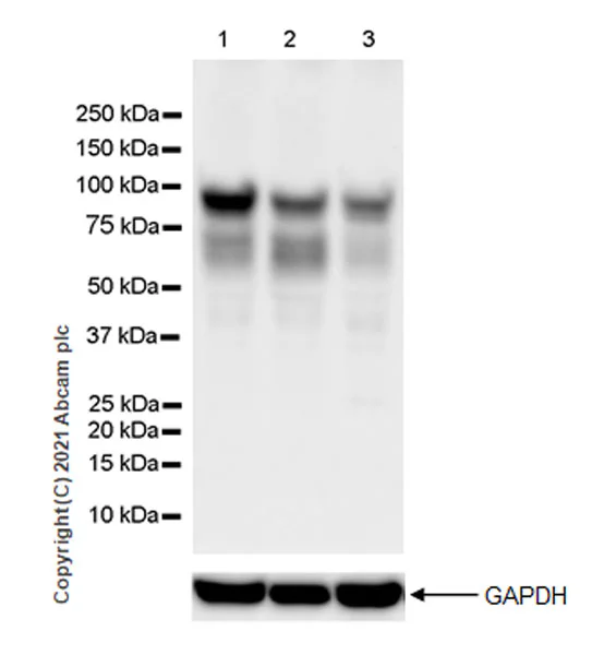Western blot - Anti-DYRK1A + DYRK1B antibody [EPR24132-61] (AB259869)