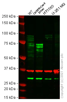 Western blot - Anti-DYRK1A + DYRK1B antibody [EPR24132-61] - BSA and Azide free (AB280359)