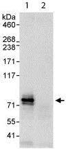 Immunoprecipitation - Anti-Dyrk1B/MIRK antibody (AB113968)