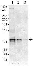 Western blot - Anti-Dyrk1B/MIRK antibody (AB113968)