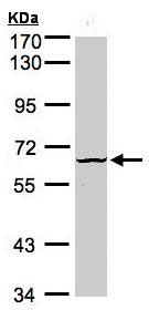 Western blot - Anti-DYRK3 antibody (AB96617)