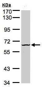 Western blot - Anti-DYRK3 antibody (AB96617)