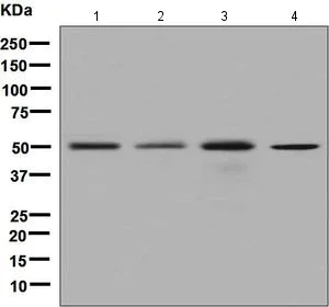 Western blot - Anti-Dysbindin antibody [EPR7041] - BSA and Azide free (AB248597)
