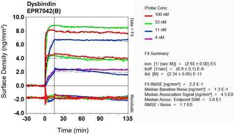 OI-RD Scanning - Anti-Dysbindin antibody [EPR7042(B)] (AB124967)