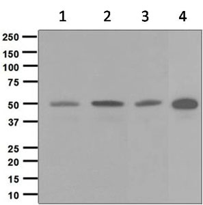 Western blot - Anti-Dysbindin antibody [EPR7042(B)] (AB124967)