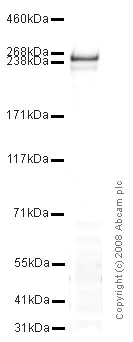 Western blot - Anti-Dysferlin antibody (AB15108)