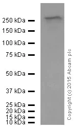 Western blot - Anti-Dysferlin antibody [JAI-1-49-3] (AB124684)