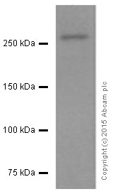 Western blot - Anti-Dysferlin antibody [JAI-1-49-3] (AB124684), expandable thumbnail