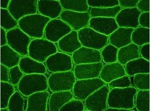 Immunohistochemistry (Frozen sections) - Anti-Dysferlin antibody [JAI-1-49-3] - BSA and Azide free (AB209877)