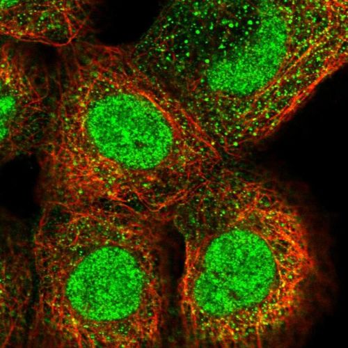 Immunocytochemistry/ Immunofluorescence - Anti-Dystonin/BPA antibody (AB244440)