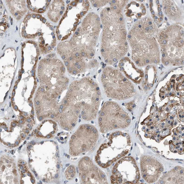 Immunohistochemistry (Formalin/PFA-fixed paraffin-embedded sections) - Anti-Dystonin/BPA antibody (AB244440)