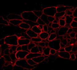 Immunohistochemistry (Frozen sections) - Anti-Dystrophin antibody (AB15277)