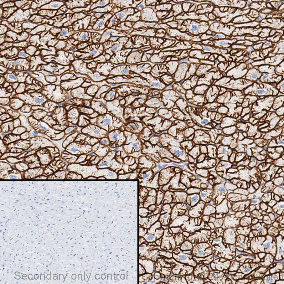 Immunohistochemistry - Anti-Dystrophin antibody (AB15277), expandable thumbnail