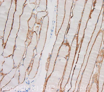 Immunohistochemistry (Formalin/PFA-fixed paraffin-embedded sections) - Anti-Dystrophin antibody (AB85302)