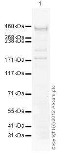 Western blot - Anti-Dystrophin antibody (AB85302)