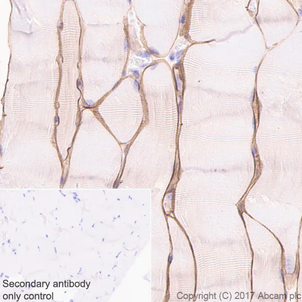Immunohistochemistry (Formalin/PFA-fixed paraffin-embedded sections) - Anti-Dystrophin antibody [EPR21189] (AB218198)
