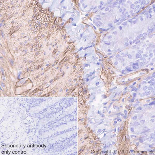 Immunohistochemistry (Formalin/PFA-fixed paraffin-embedded sections) - Anti-Dystrophin antibody [EPR21189] - BSA and Azide free (AB230379)