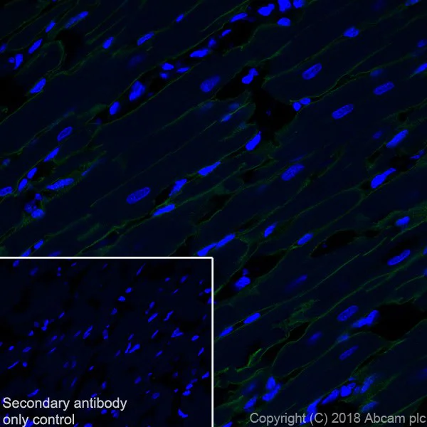 Immunohistochemistry (Frozen sections) - Anti-Dystrophin antibody [EPR21189] - BSA and Azide free (AB230379)