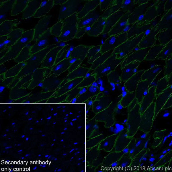 Immunohistochemistry (Frozen sections) - Anti-Dystrophin antibody [EPR21189] - BSA and Azide free (AB230379)